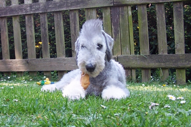 Unsere Hunde 11.05 (7).JPG